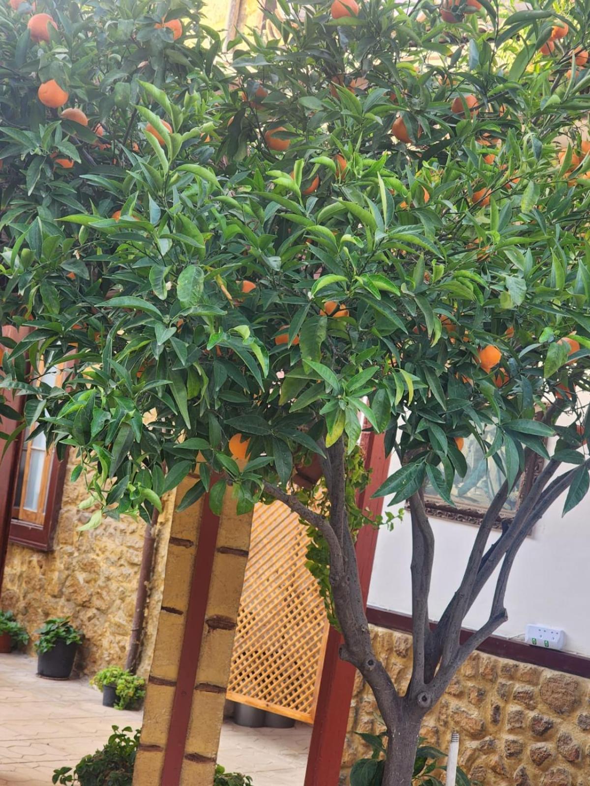 Aksaray Boutique Hotel Nicosia Eksteriør billede