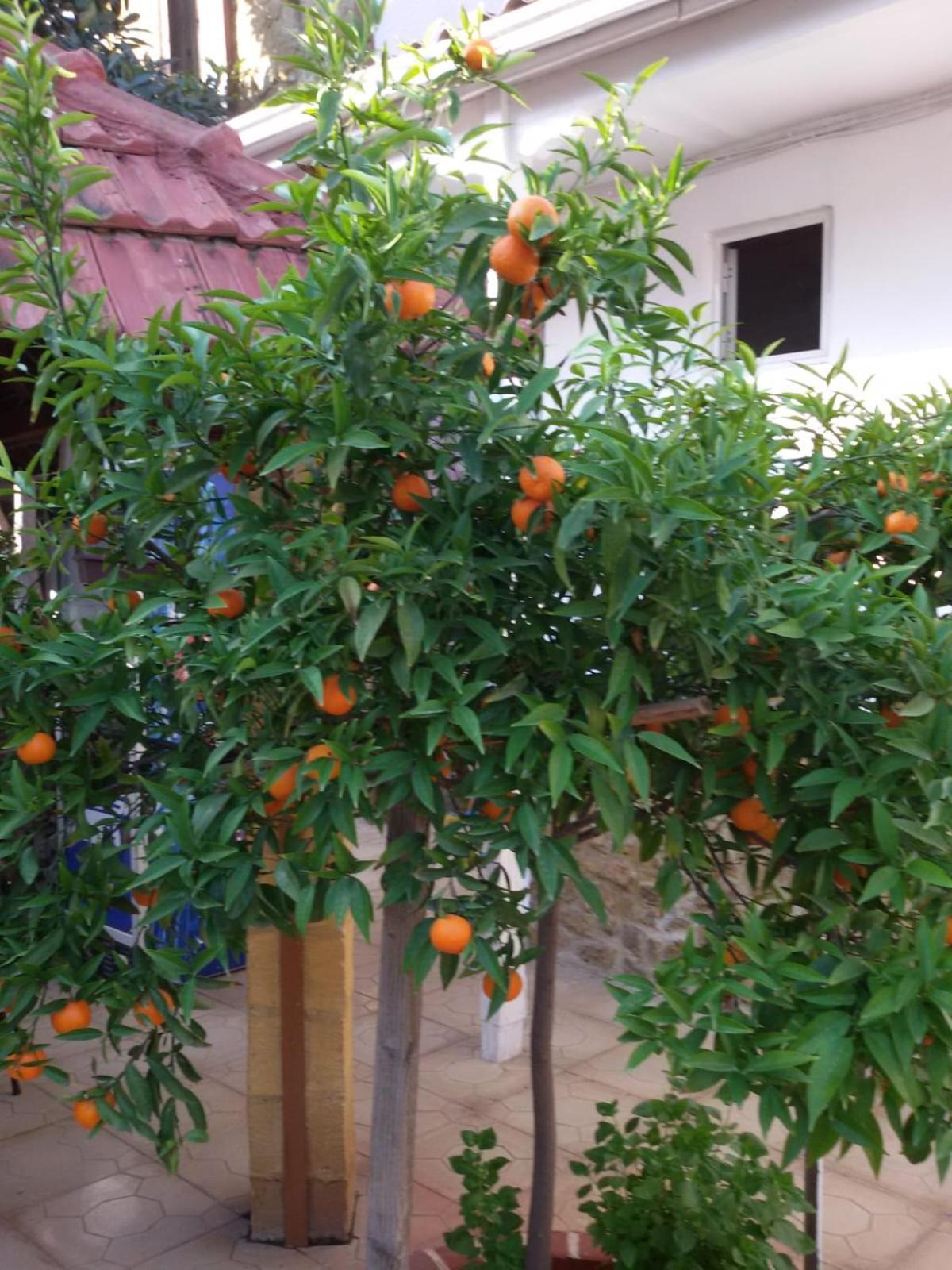 Aksaray Boutique Hotel Nicosia Eksteriør billede