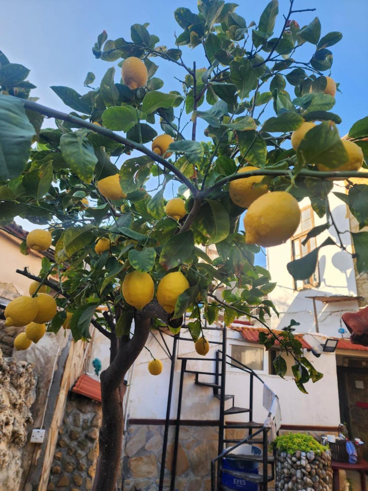 Aksaray Boutique Hotel Nicosia Eksteriør billede